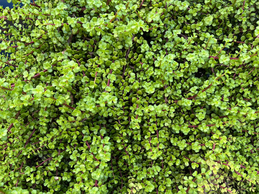 afra jade plant Portulacaria Afra "Elephant Bush or Dwarf Jade" – ILoveTus Succulents