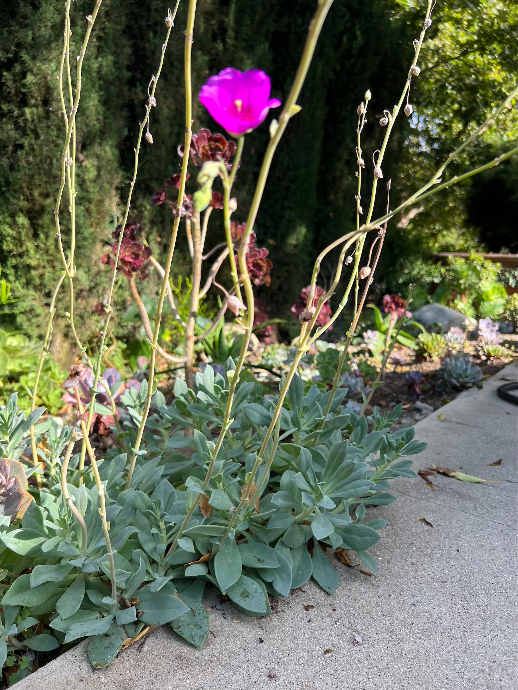 rock purslane succulent Calandrinia Grandiflora "Rock Purslane" – ILoveTus Succulents