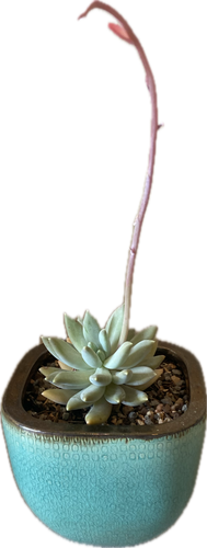 Pachyveria 