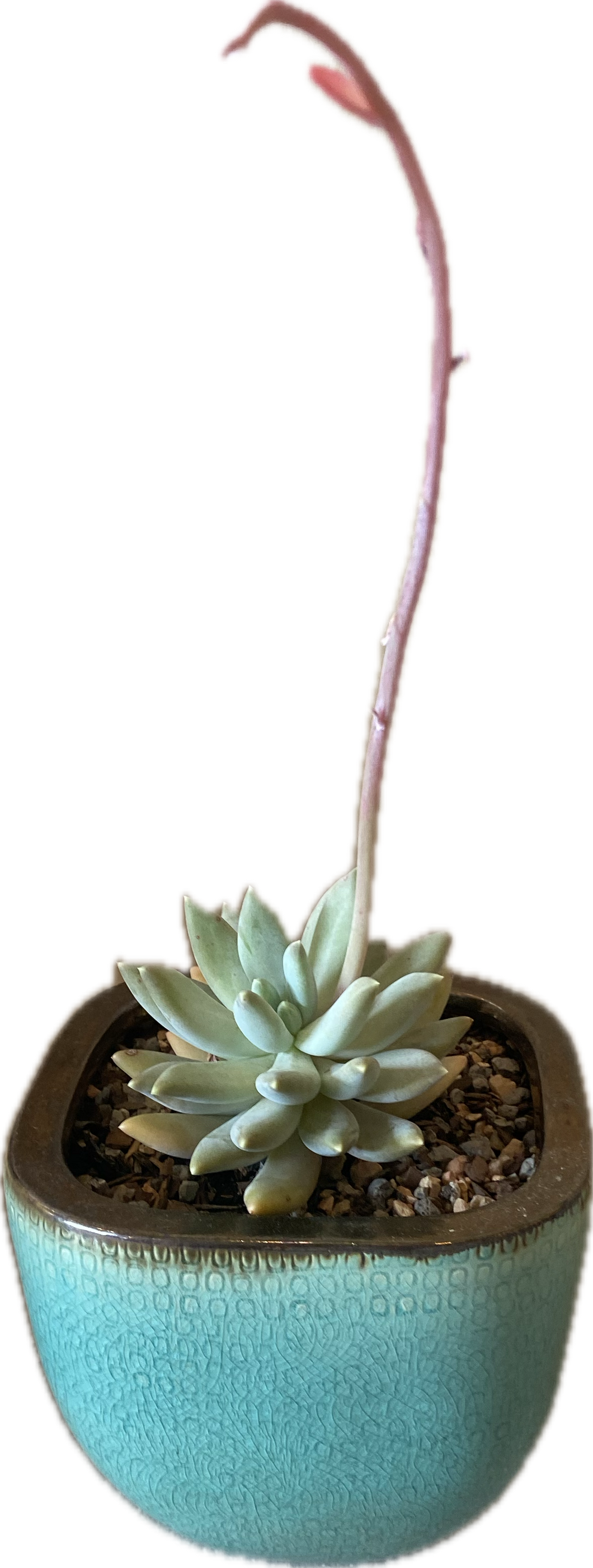 Pachyveria 