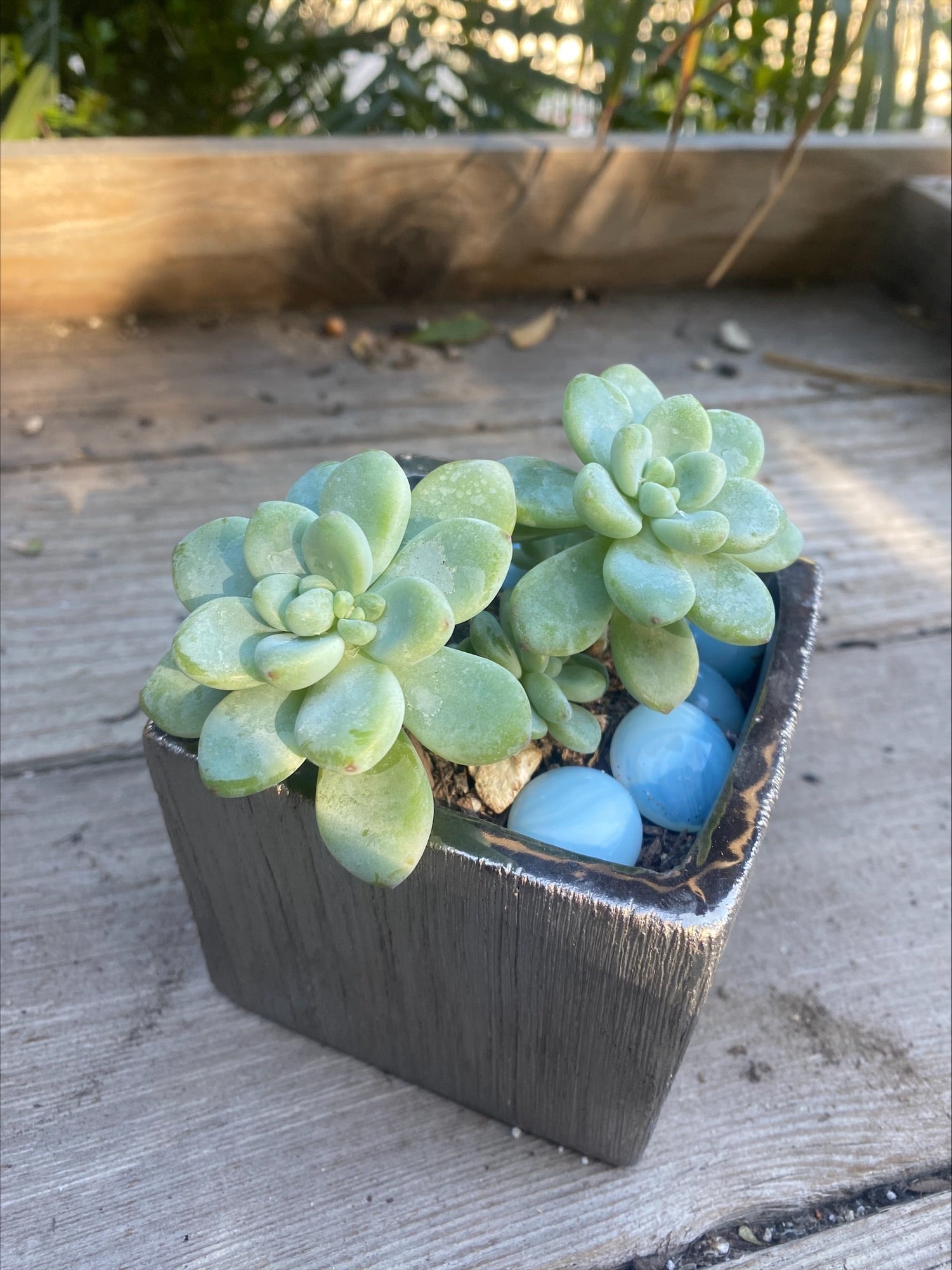 gorge sedum succulent Sedum Clavatum "Tiscalatengo Gorge Sedum" – ILoveTus Succulents