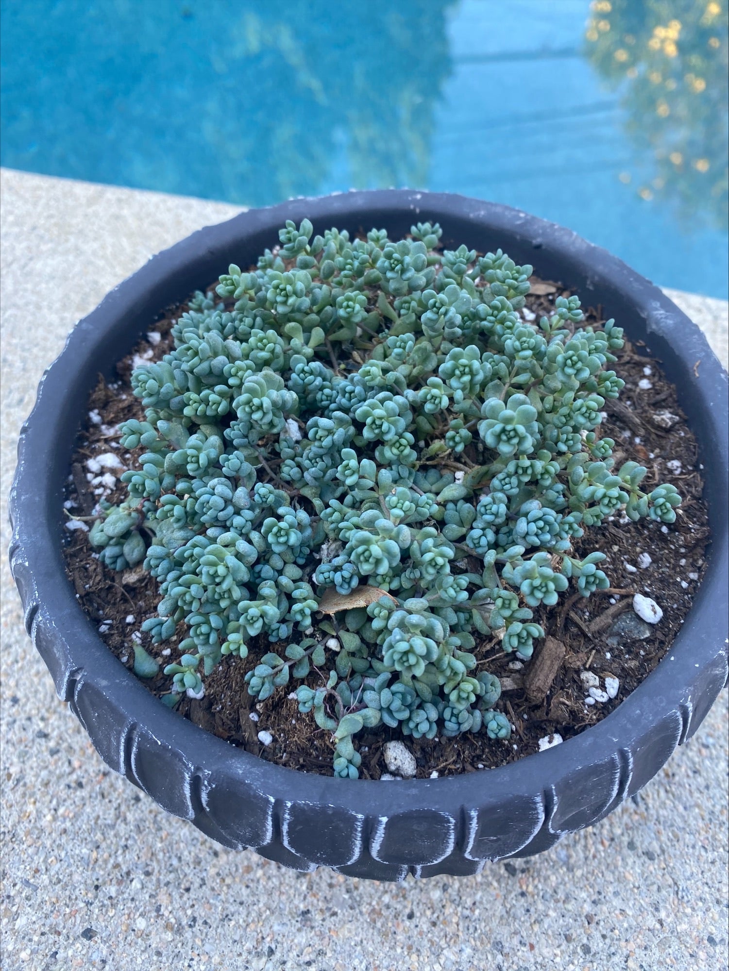 corsican stonecrop succulent Sedum Dasyphyllum "Corsican Stonecrop" – ILoveTus Succulents