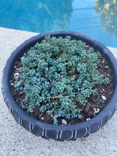 Sedum Dasyphyllum 