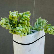 Load image into Gallery viewer, Sedum Morganianum &quot;Burros Tail&quot; or &quot;Donkeys Tail&quot;