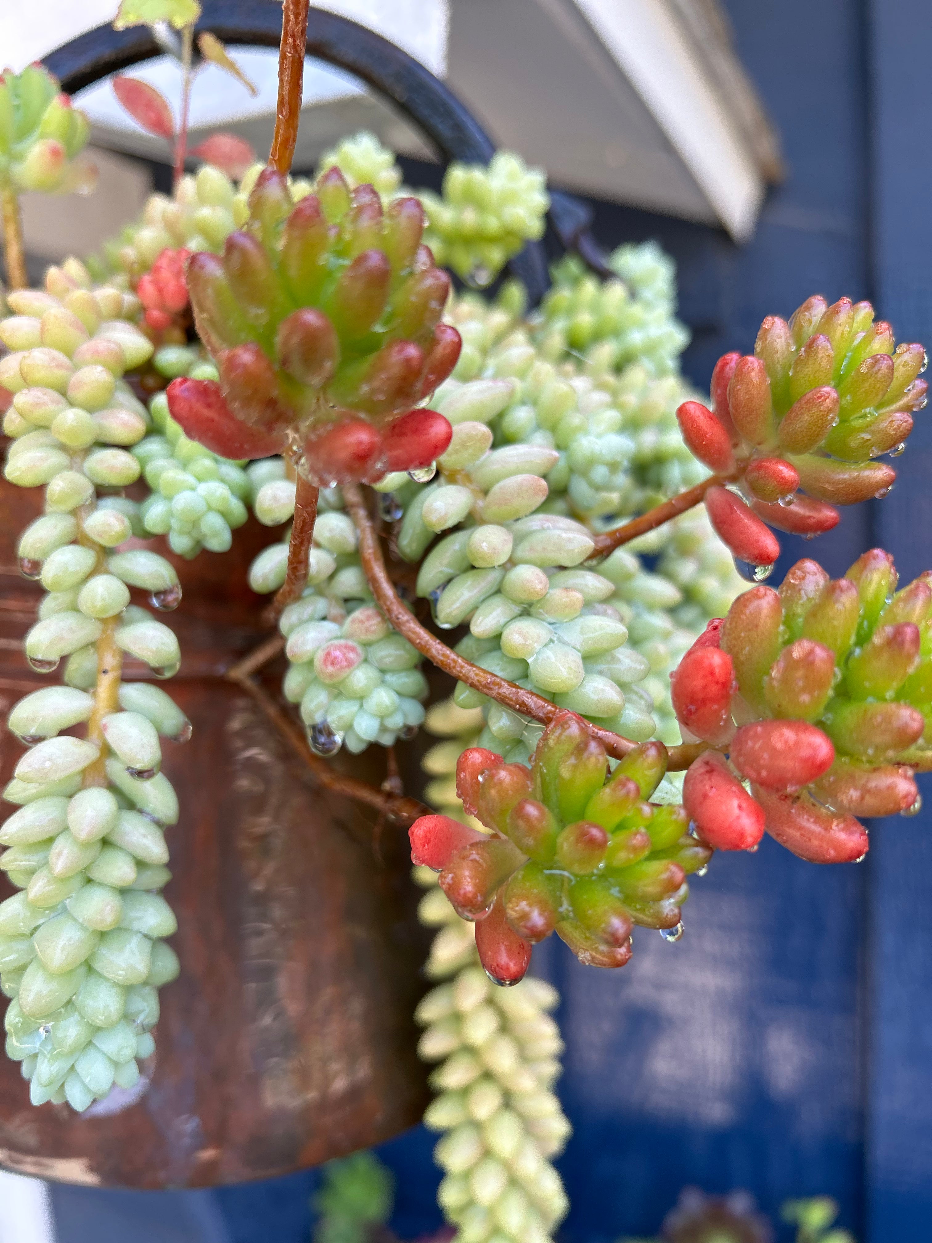 sedum jelly bean succulent Sedum Rubrotinctum "JellyBean" – ILoveTus Succulents