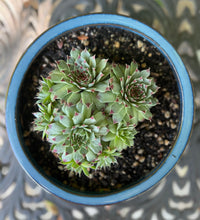 Load image into Gallery viewer, Sempervivum Calcareum &#39;Greenii&#39; &quot;Hens and Chicks&quot;