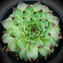 Load image into Gallery viewer, Sempervivum Calcareum &#39;Greenii&#39; &quot;Hens and Chicks&quot;