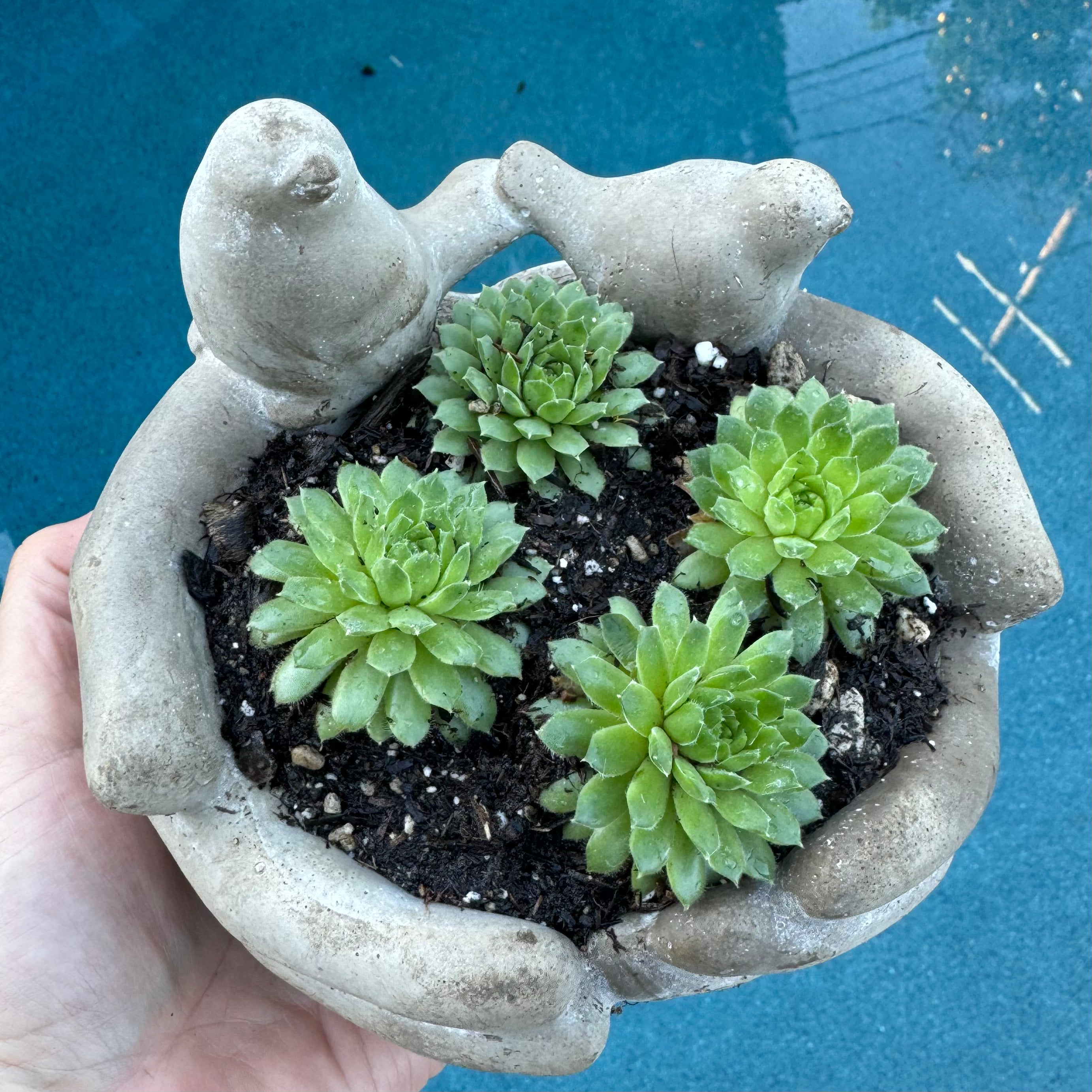 sempervivum tectorum succulent Sempervivum Tectorum "Hen & Chicks" – ILoveTus Succulents