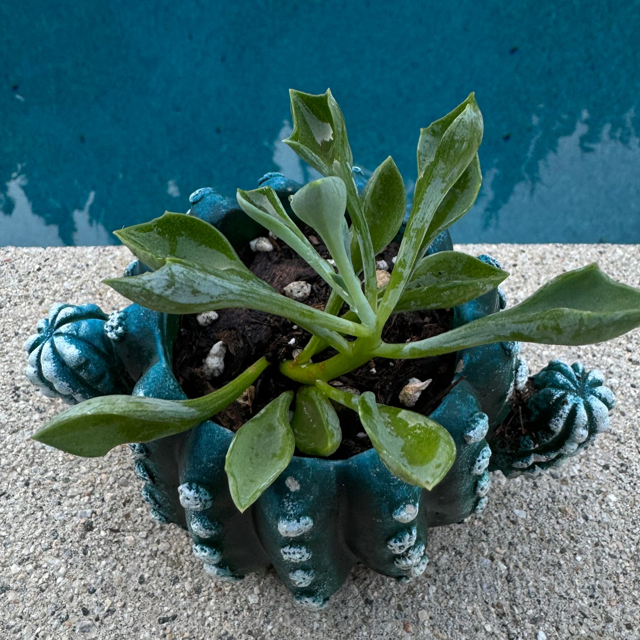 spear head succulent Senecio Kleiniiformis "Spear Head" – ILoveTus Succulents