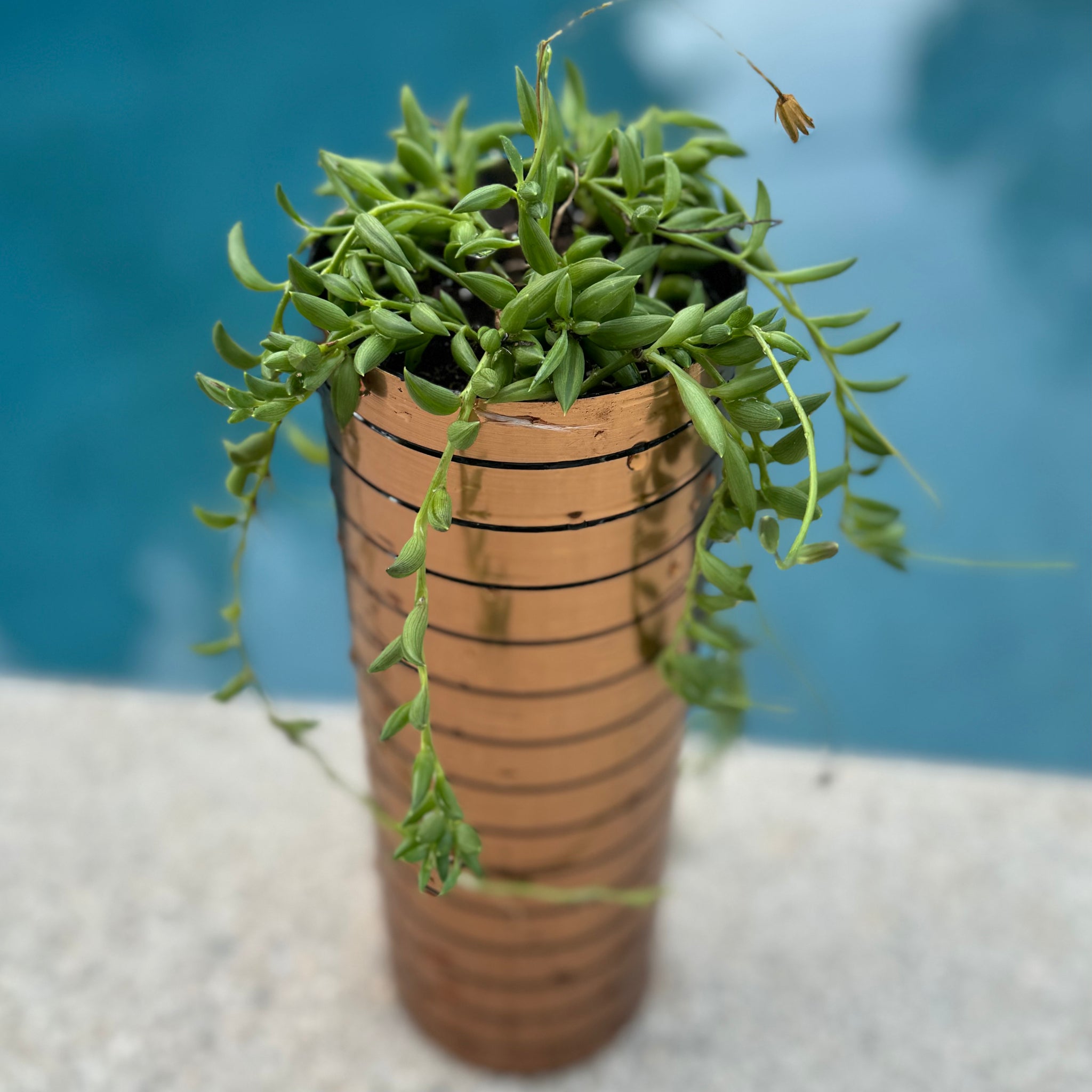 is string of bananas a succulent Senecio Curio Radicans "String of Bananas" – ILoveTus Succulents