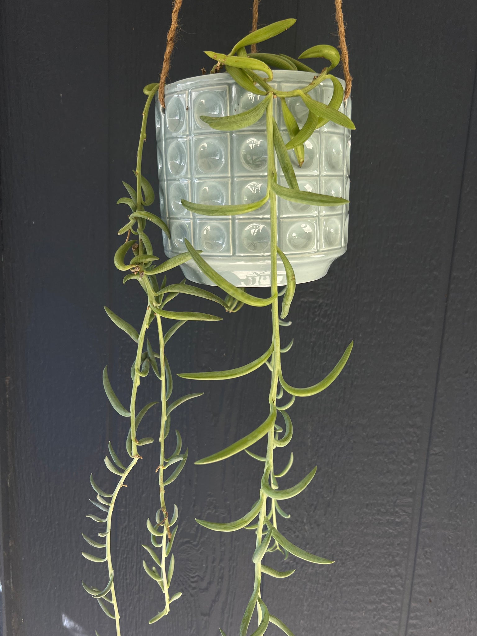 difference between string of bananas and string of fish hooks Senecio Curio Radicans "String of Bananas" – ILoveTus Succulents