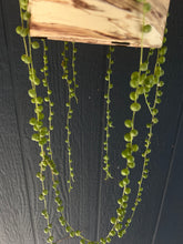 Load image into Gallery viewer, Senecio Rowleyanus “String of Pearls” of &quot;String of Beads&quot;