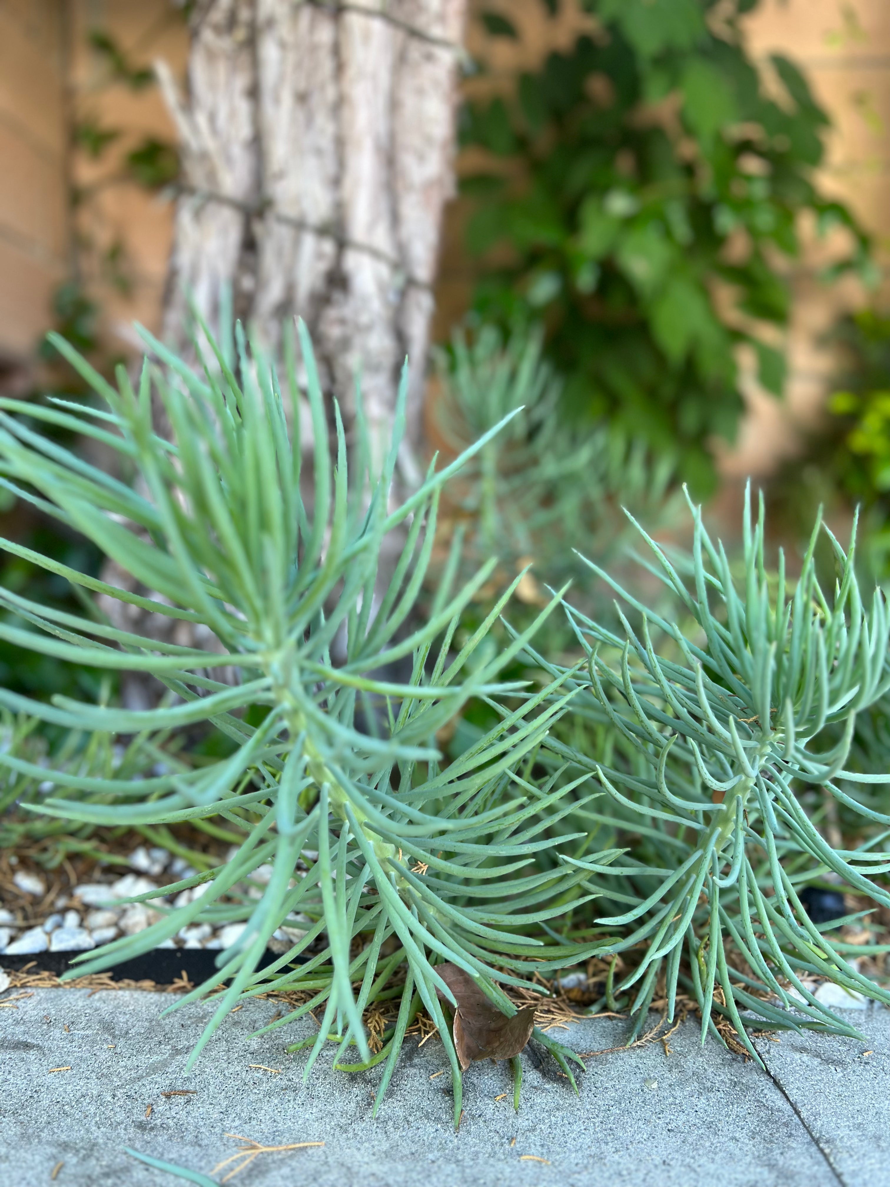 blue finger succulent Senecio Vitalis 'Serpents' "Blue Chalk Fingers" – ILoveTus Succulents