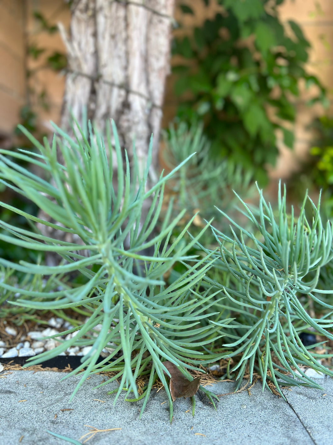 blue chalk succulent plant Senecio Vitalis 'Serpents' "Blue Chalk Fingers" – ILoveTus Succulents