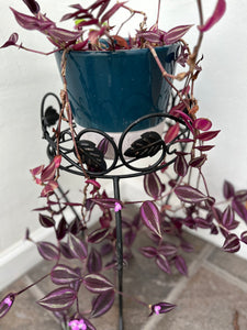 hanging inch plant Tradescantia Zebrina "Inch Plant"or "Wandering Dude" – ILoveTus Succulents