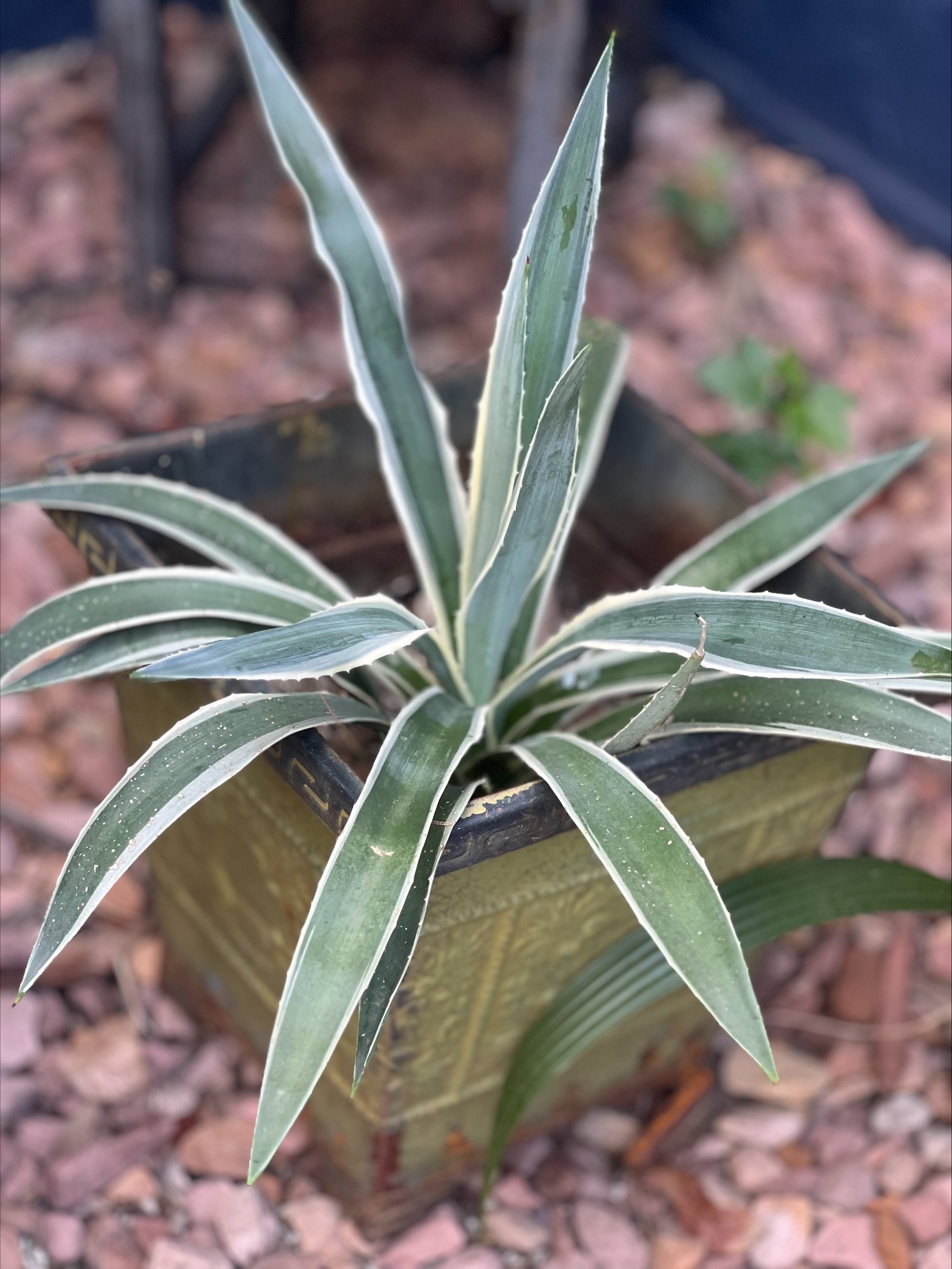 Agave Angustifolia “Caribbean Agave” – ILoveTus Succulents