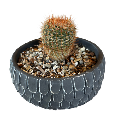 Black Scalloped Planter (Short)