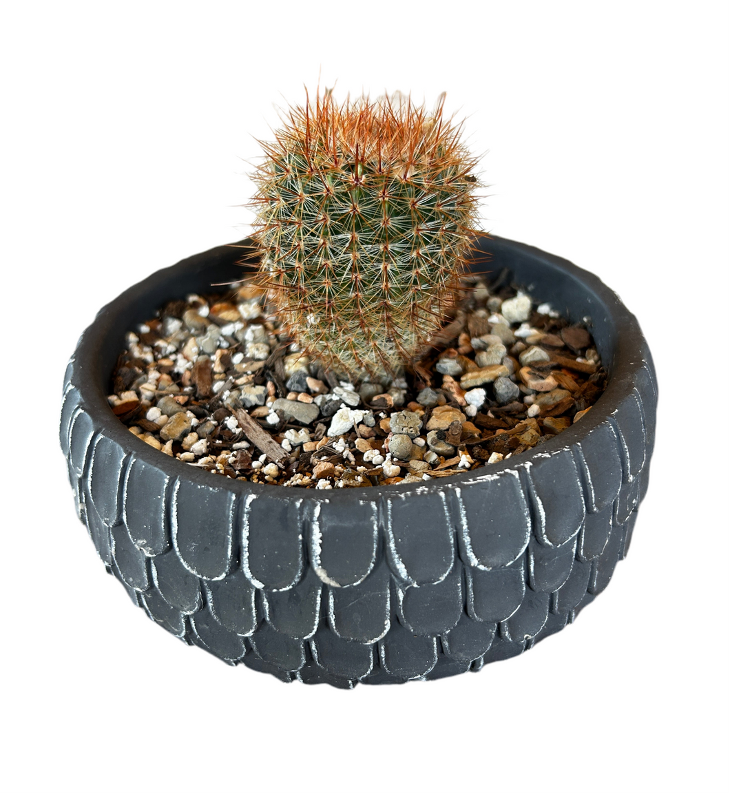 Black Scalloped Planter (Short)