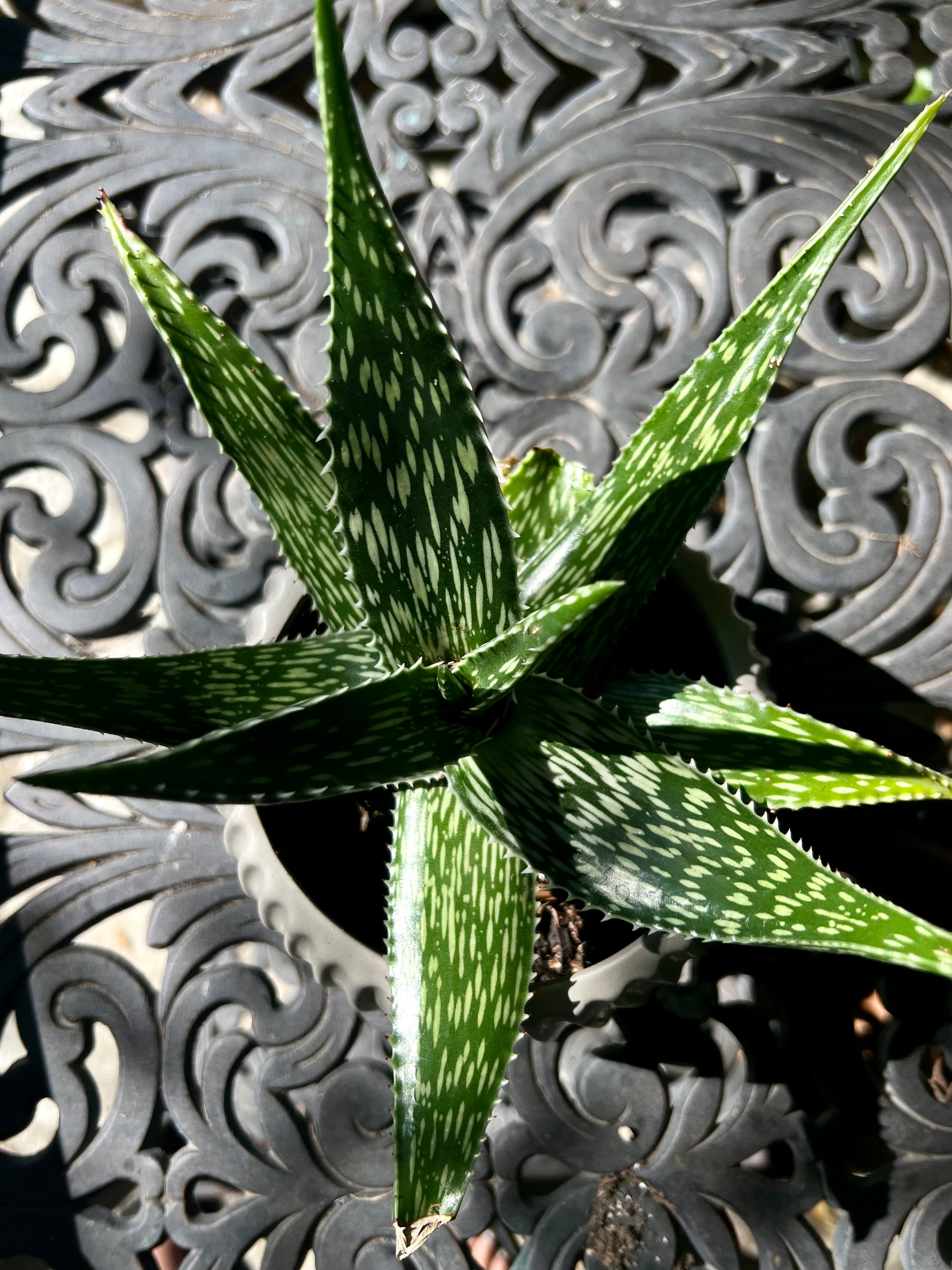 Aloe Harlana 