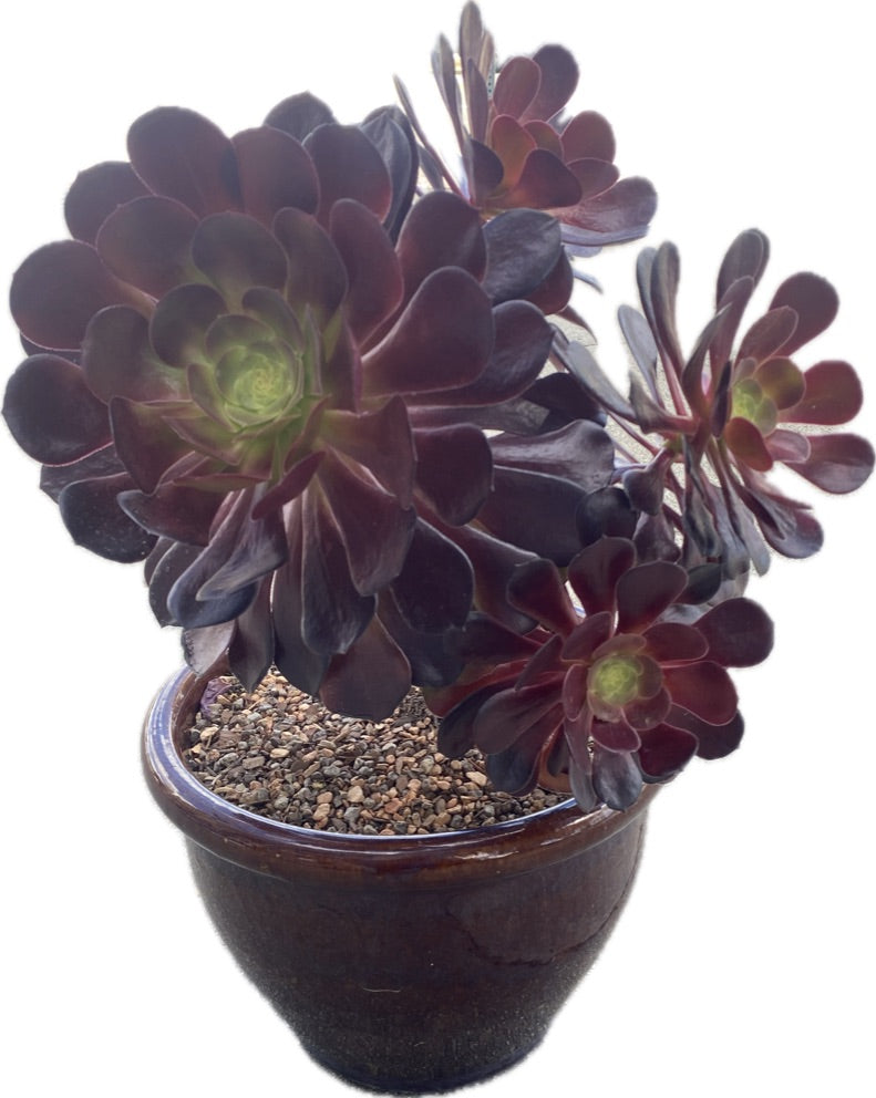 Aeonium Arboreum Zwartkop 
