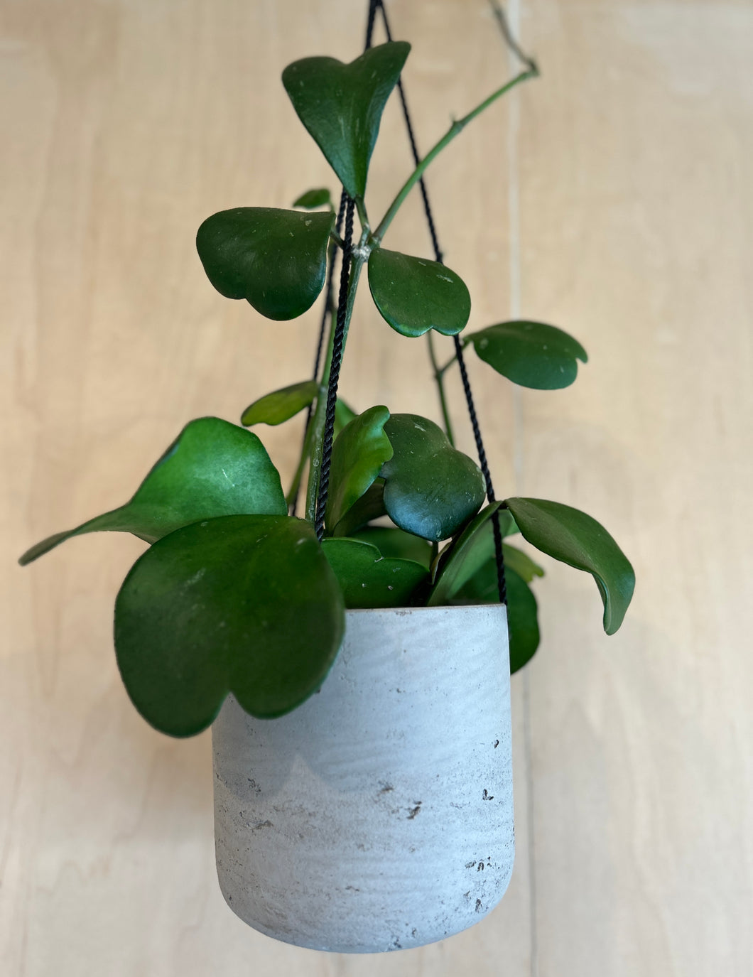 hanging wax plant Hoya Carnosa "Hoya Hearts" or "Wax Plant" Hanging Plant – ILoveTus Succulents