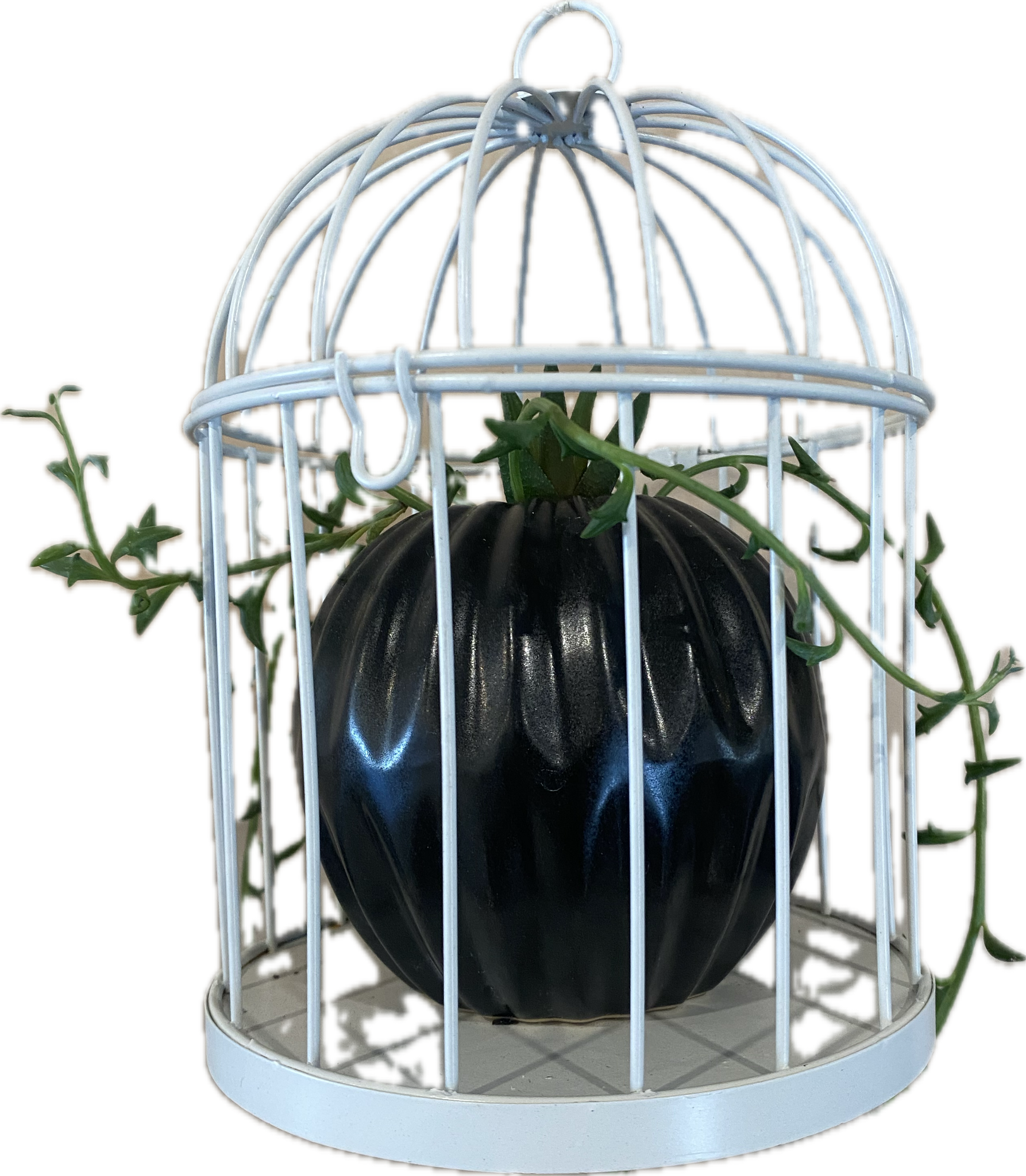 small hanging succulent planter Small Hanging Cage Succulent Planter – ILoveTus Succulents