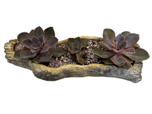 Load image into Gallery viewer, Log Planter Driftwood (X-Large)