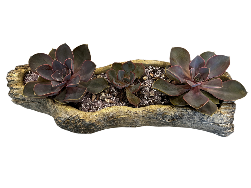 succulent log planter Log Planter Driftwood (X-Large) – ILoveTus Succulents