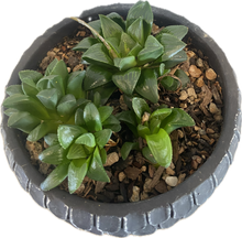 Load image into Gallery viewer, Haworthia Mirabilis Var Mundula Arrangement