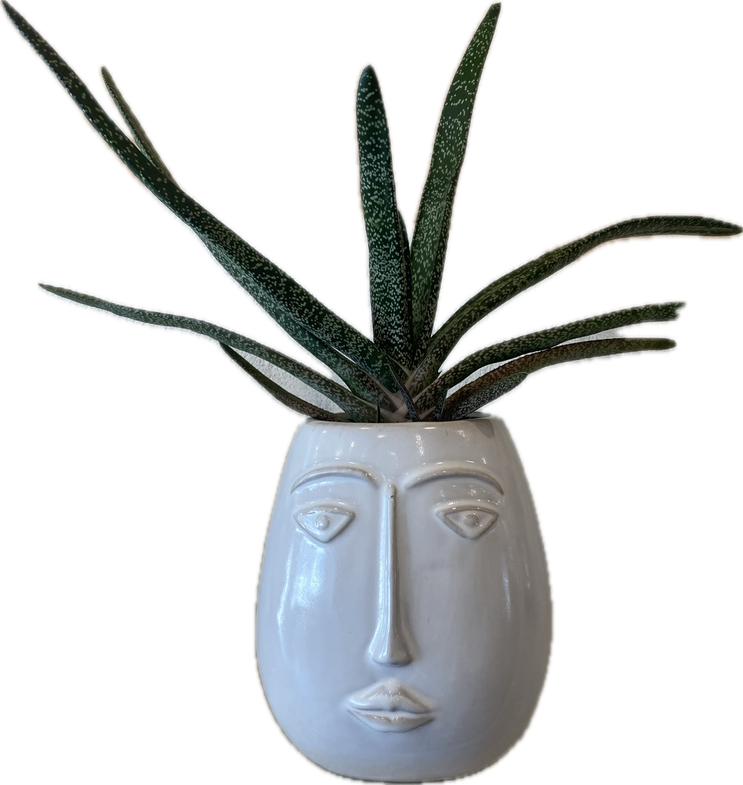 face succulents Modern Face Planter – ILoveTus Succulents