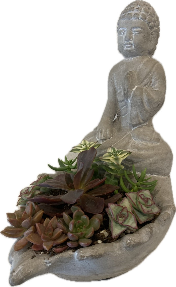 Meditation Buddha Succulent Arrangement