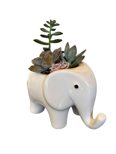 White Elephant Planter