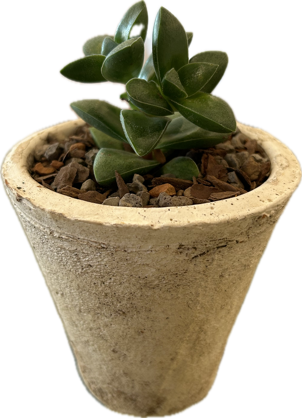 Small Crassula Springtime Planter