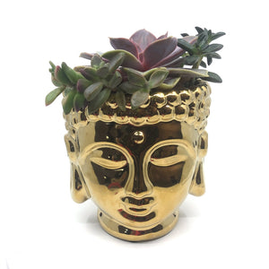 gold succulent planter Ceramic Gold Buddha Planter – ILoveTus Succulents