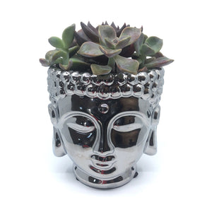 silver pot planter Ceramic Silver Buddha Planter – ILoveTus Succulents