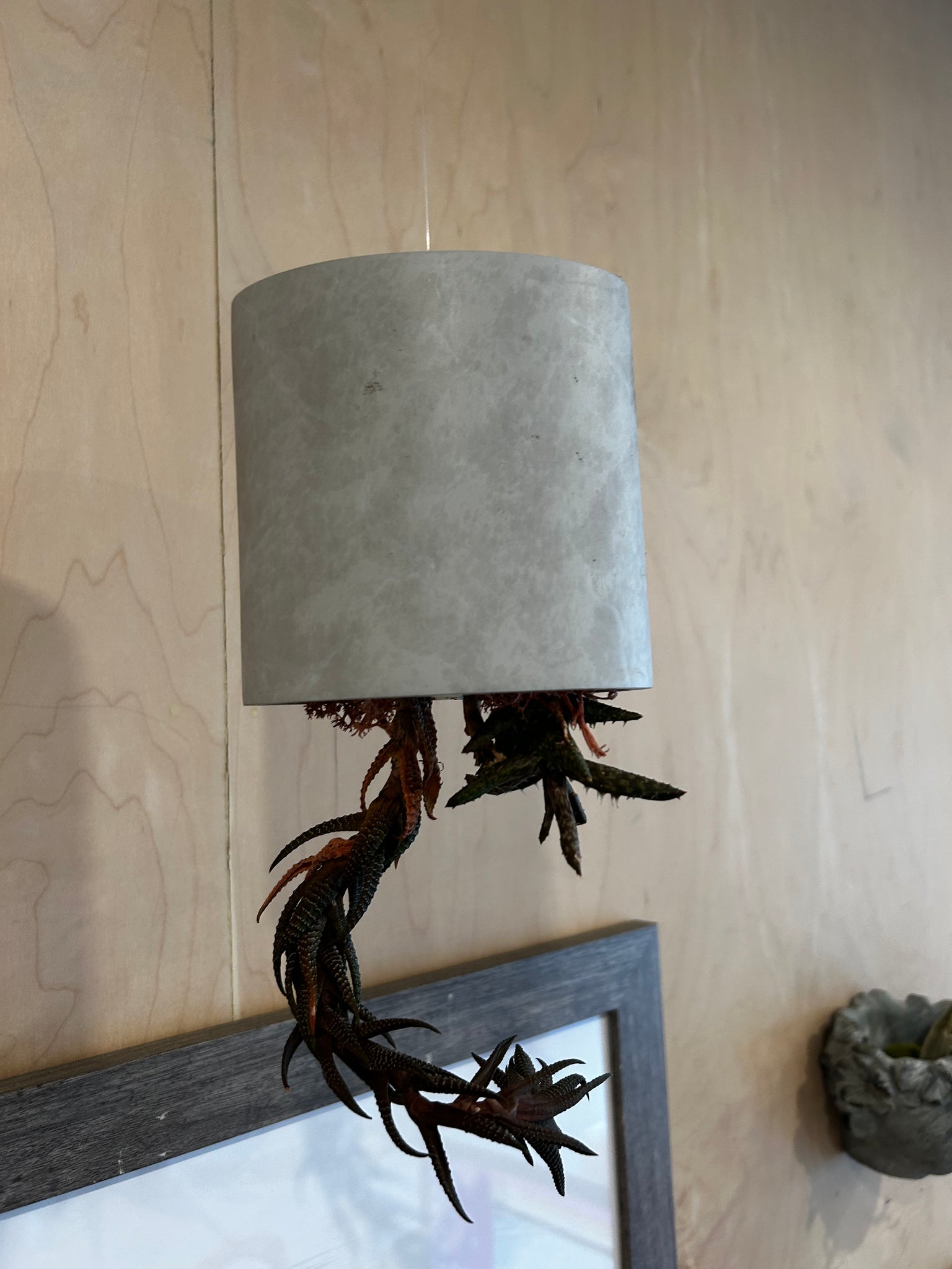 upside down hanging plant pots iLoveTus Upside Down Hanging Planters – ILoveTus Succulents