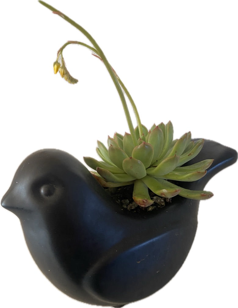 Black Bird Arrangement