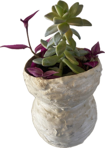 Graptosedum and Inchplant in a Unique Spherical Planter