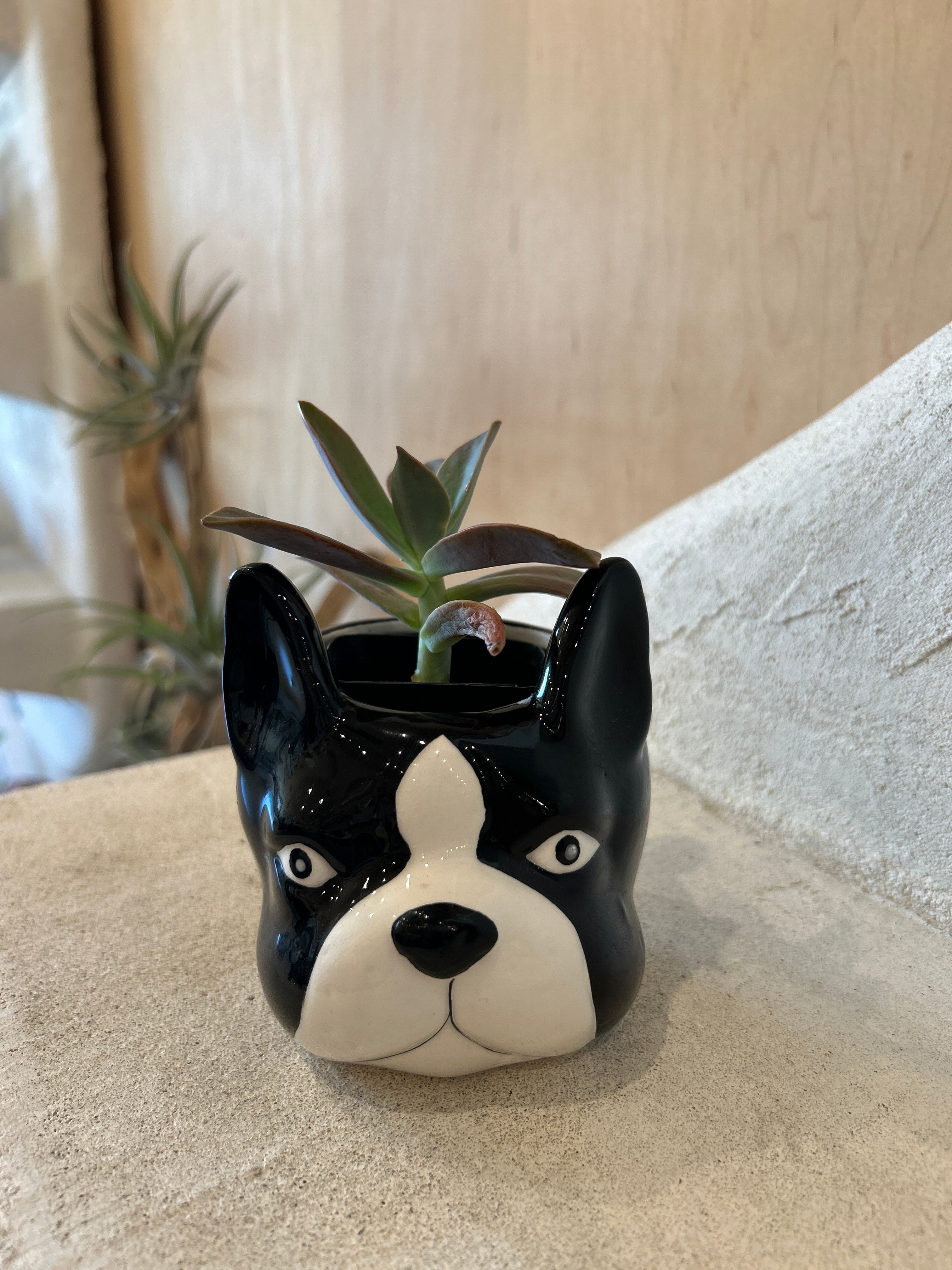 french bulldog succulent planter Bernard the Boston Terrier Dog Planter – ILoveTus Succulents