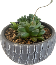 Load image into Gallery viewer, Haworthia Mirabilis Var Mundula Arrangement