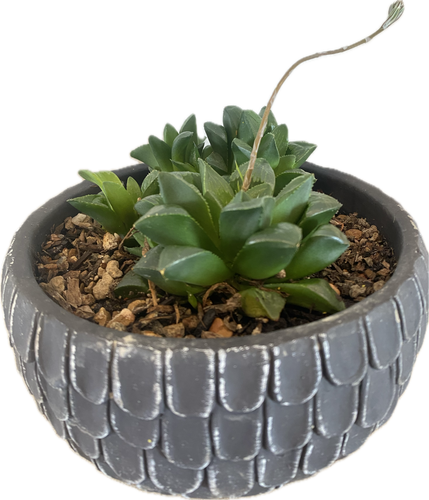 Haworthia Mirabilis Var Mundula Arrangement