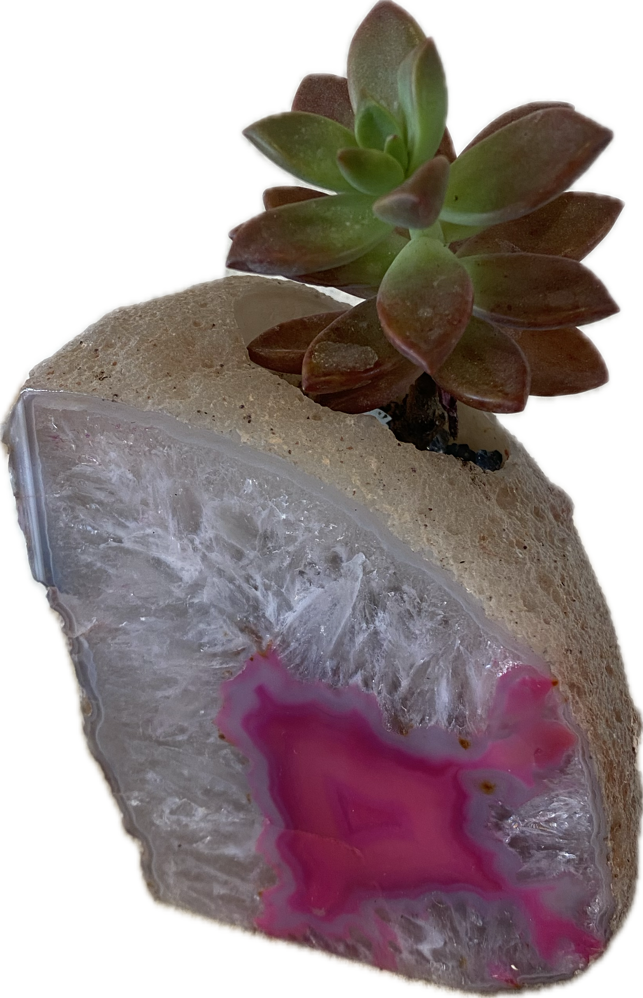 geode succulent Gem Stone Succulent Planter – ILoveTus Succulents