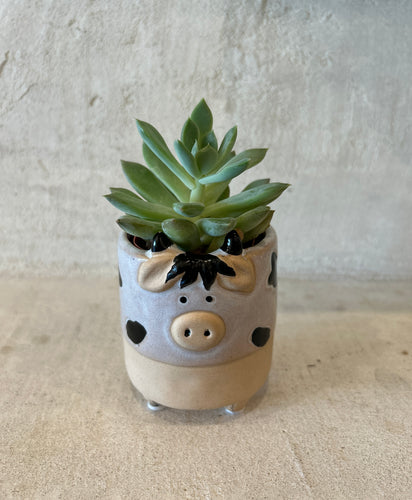 Baby Cow Milk Planter