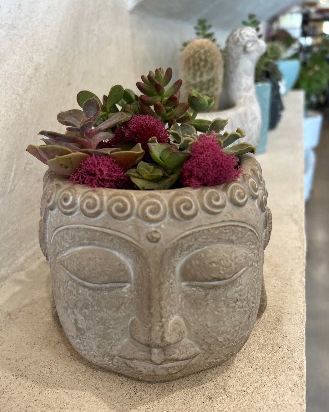 Cacti Buddha Crown - Concrete