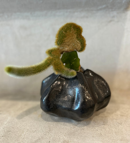 Shell of The Sea Planter