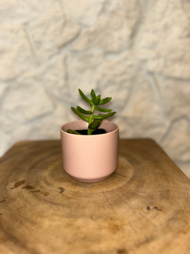 iLoveTus XSmall Pots