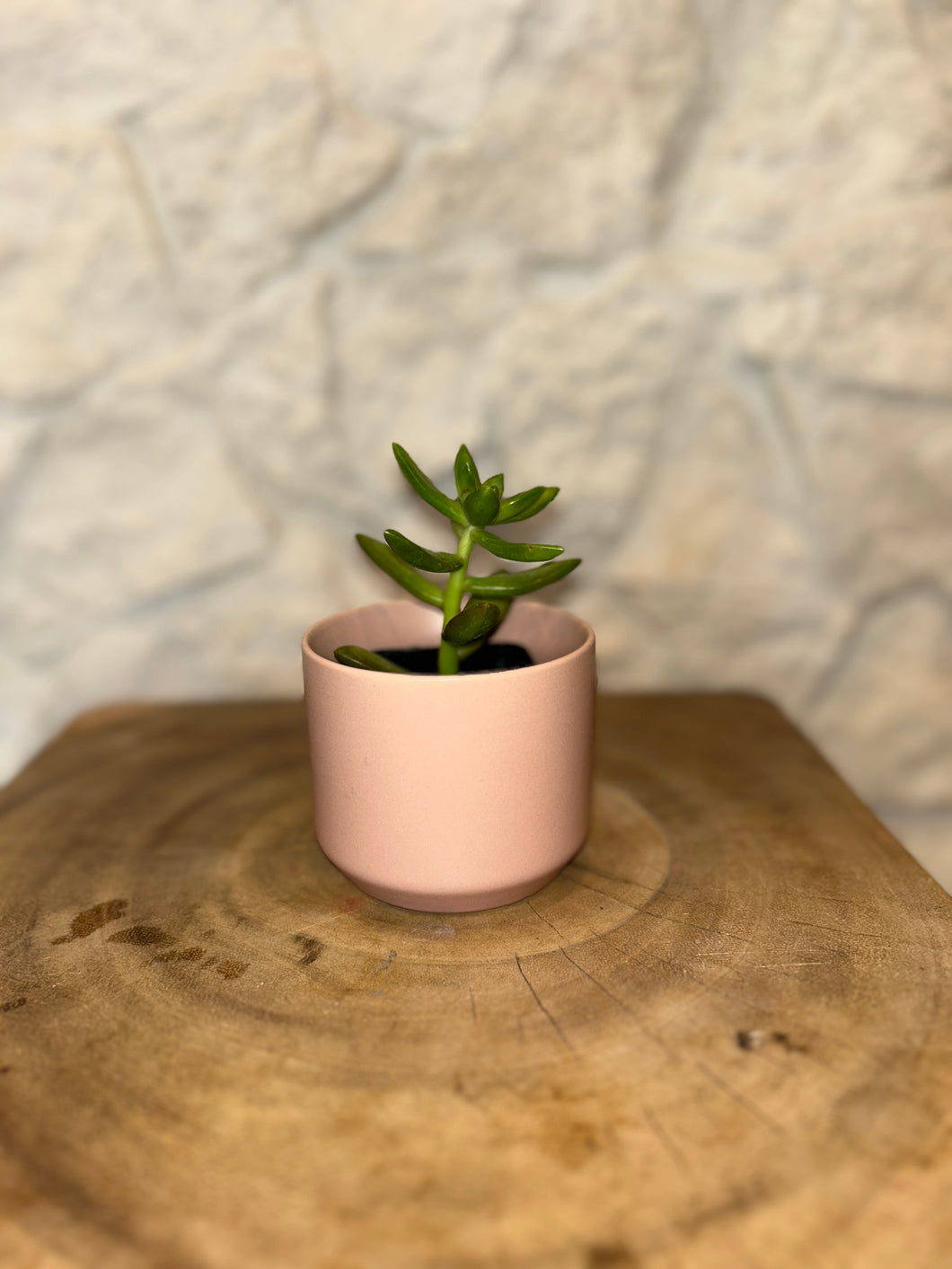 iLoveTus XSmall Pots