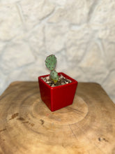 Load image into Gallery viewer, iLoveTus XSmall Pots
