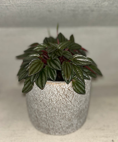 iLoveTus Small Pots