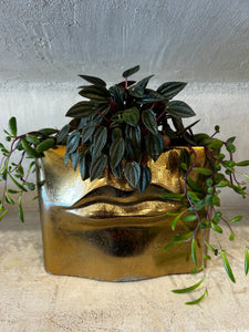 brass succulent planter Gold Lip Planter – ILoveTus Succulents